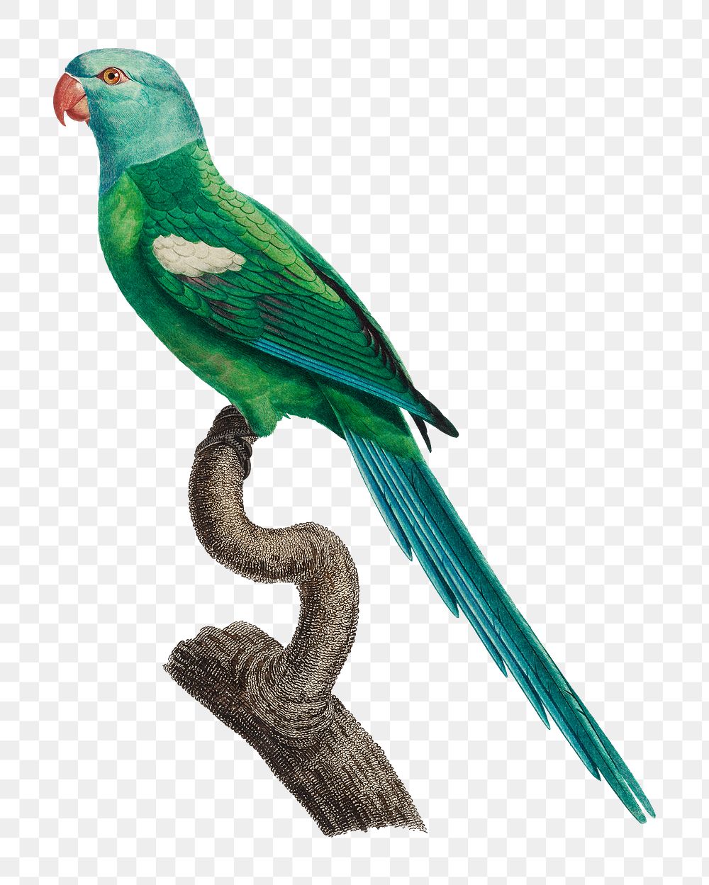 Yellow-shouldered Amazon parrot png bird sticker, vintage animal illustration, transparent background