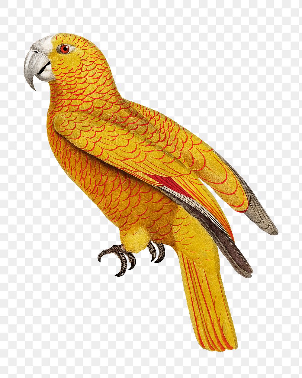 Paradise of Cuba parrot png bird sticker, vintage animal illustration, transparent background