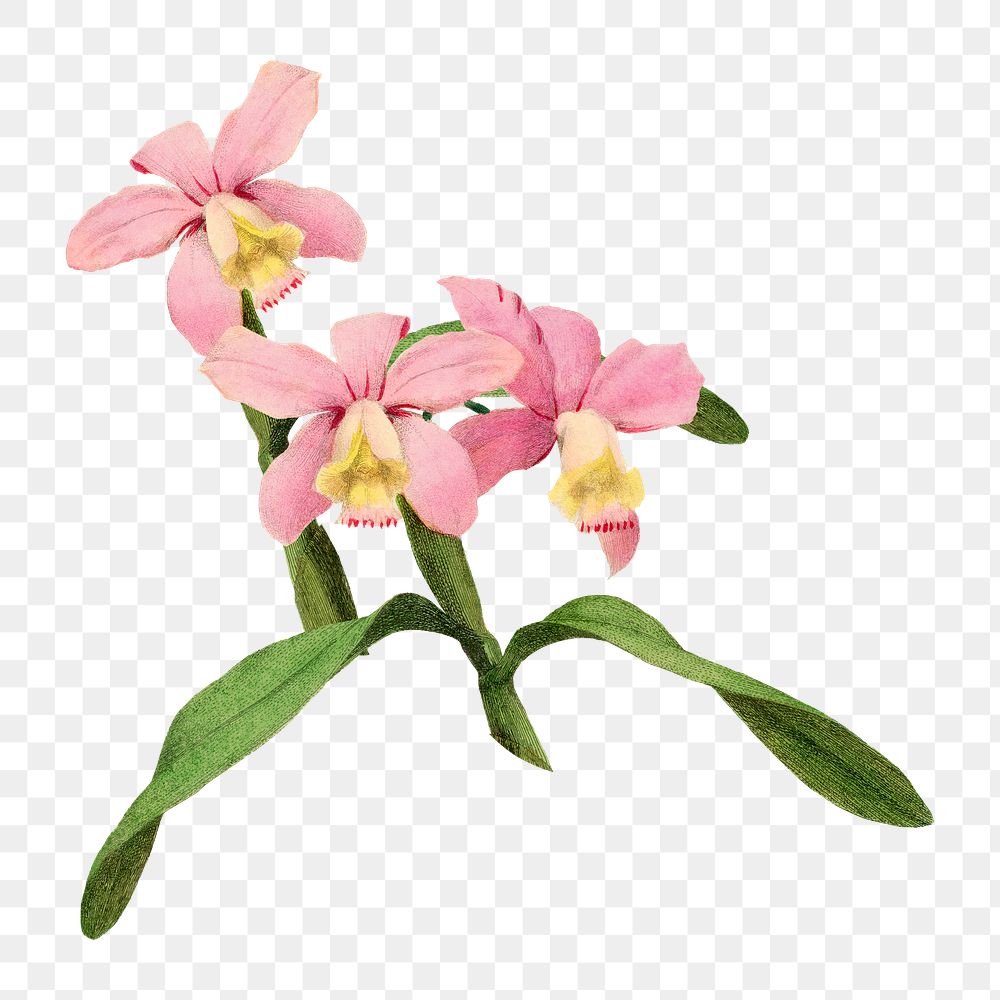Png pink cattleya orchid sticker, transparent background