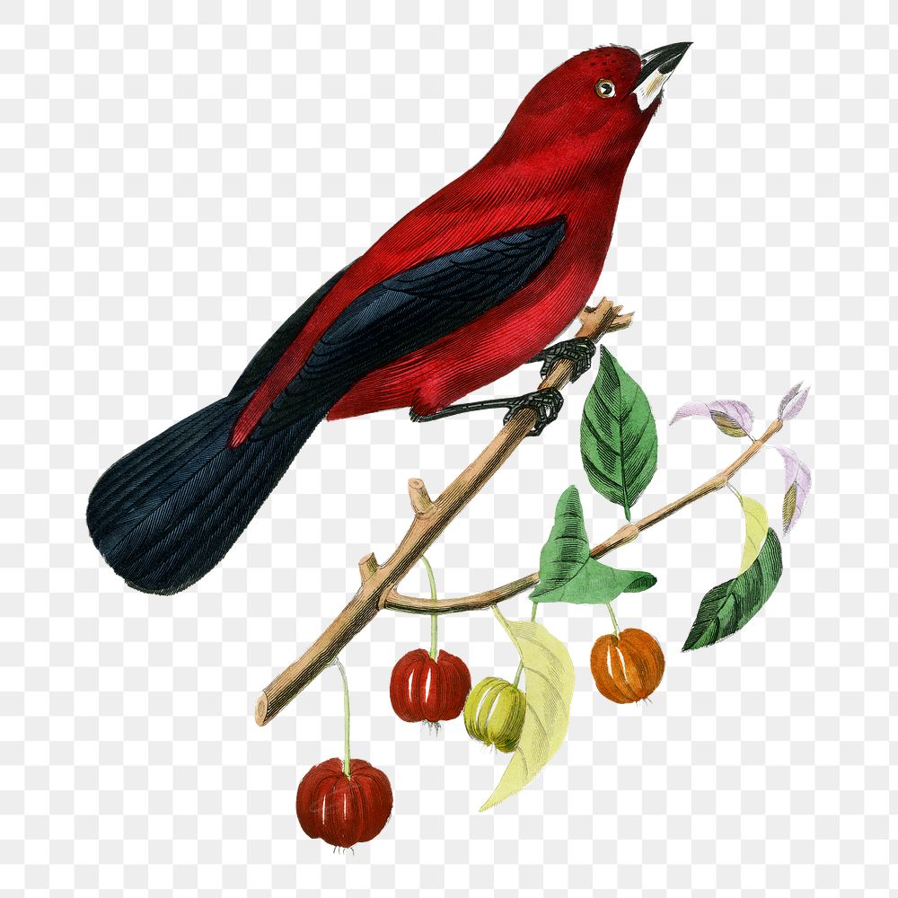 Red bird png sticker, transparent background