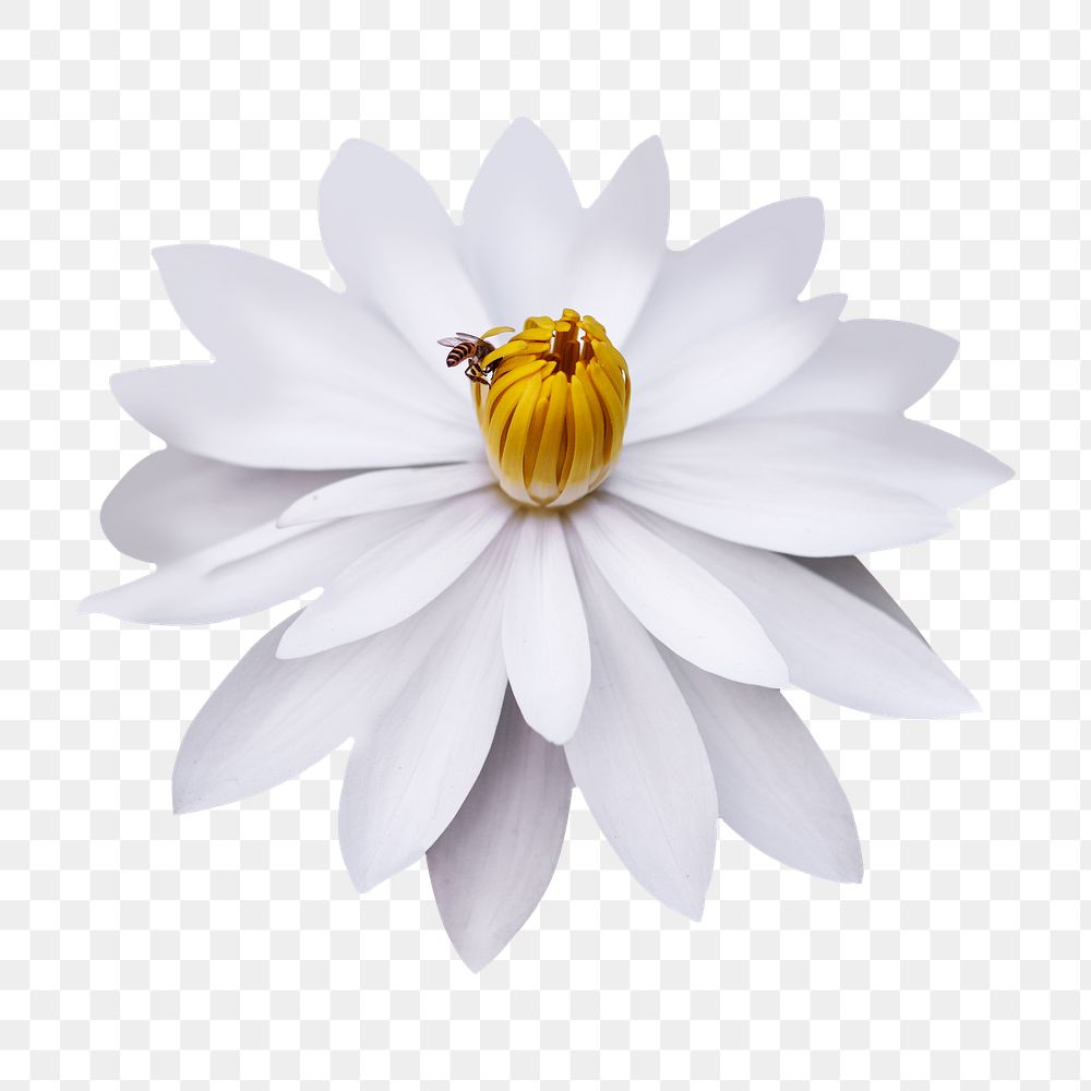 White lotus png flower sticker, transparent background