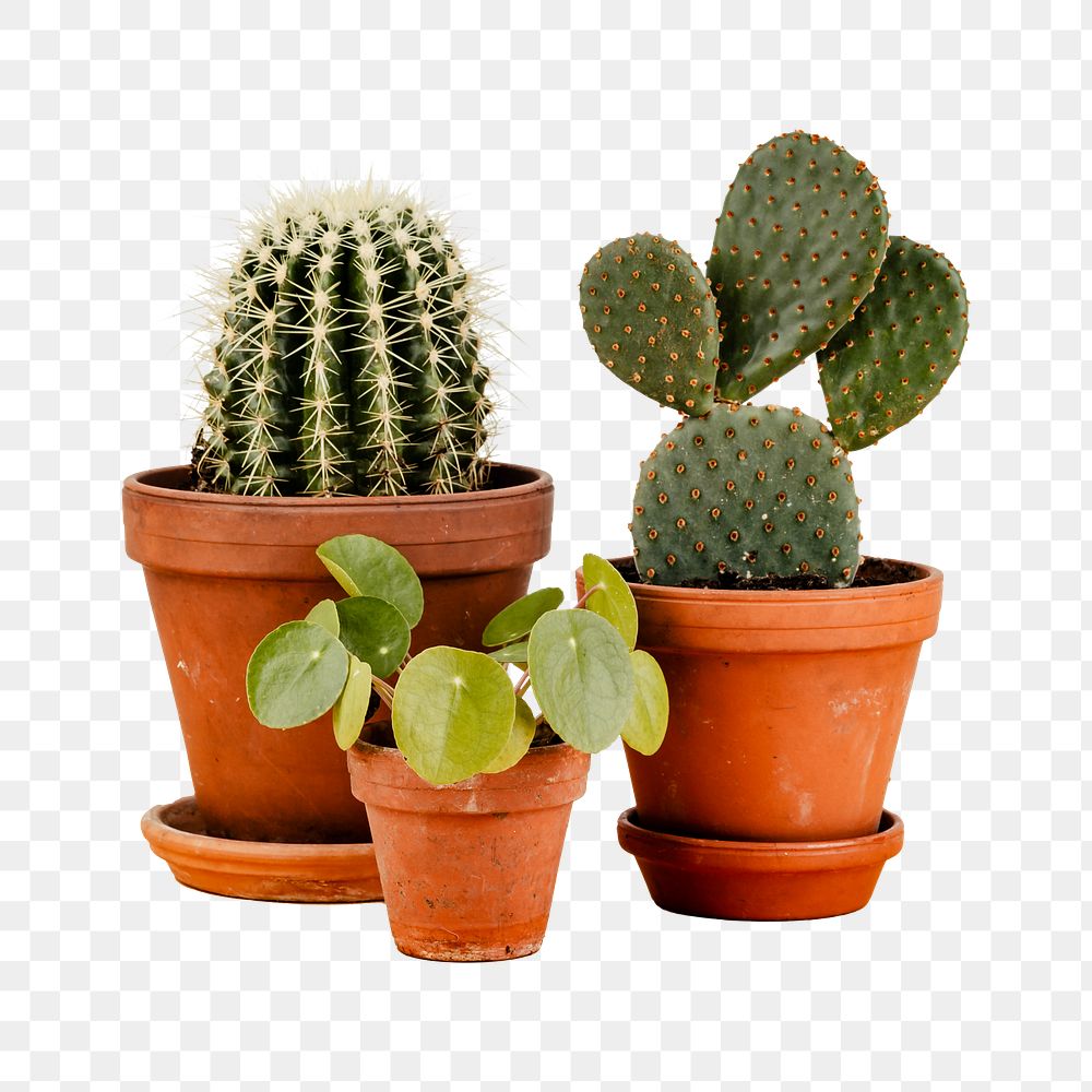 Cactus png potted plant sticker, transparent background