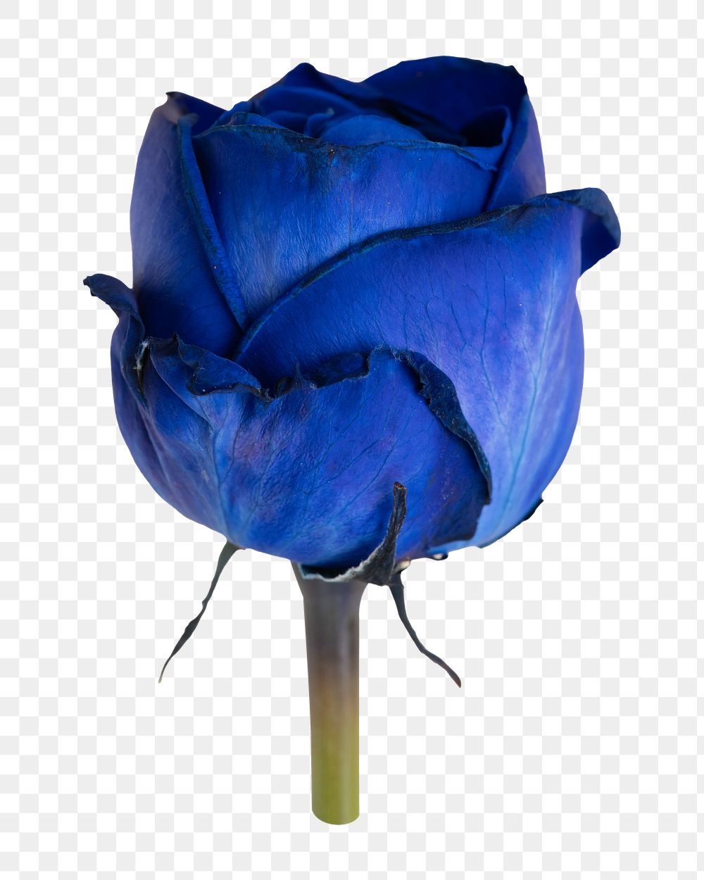Blue rose png flower sticker, transparent background