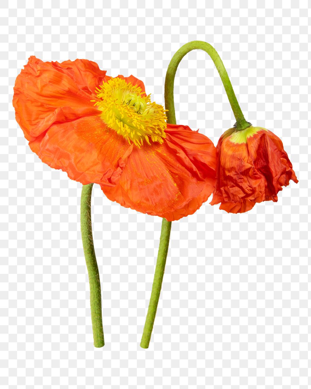 Orange poppy png flower sticker, transparent background