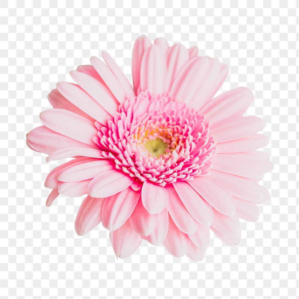 Pink daisy flower png sticker, transparent background