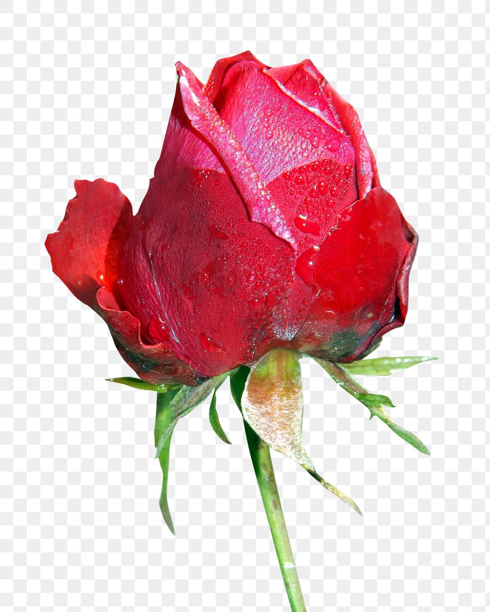 Red rose flower png sticker, transparent background