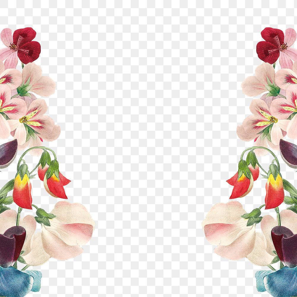 Floral border png sweet pea sticker, painting by Pierre Joseph Redouté on transparent background. Remixed by rawpixel.