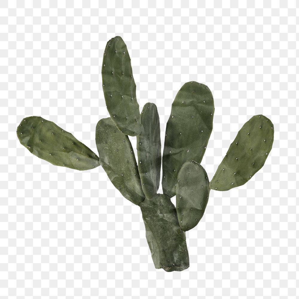 PNG Succulent cactus, paper craft element, transparent background