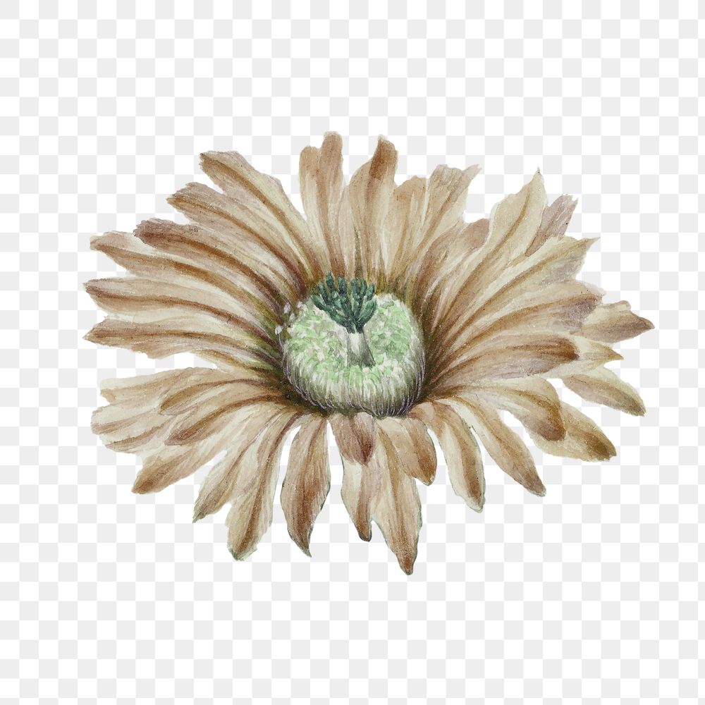 PNG Brown flower, botanical element, transparent background