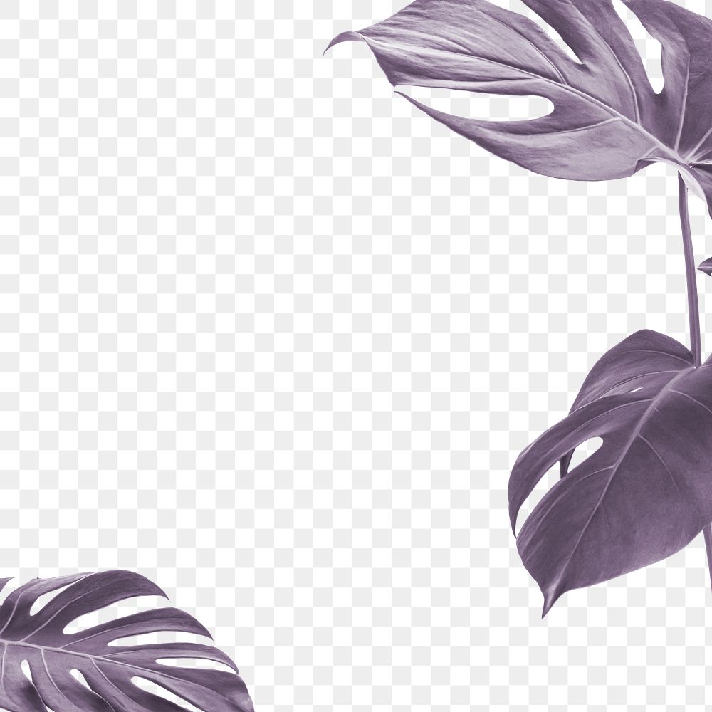 Metallic monstera leaf png border, transparent background