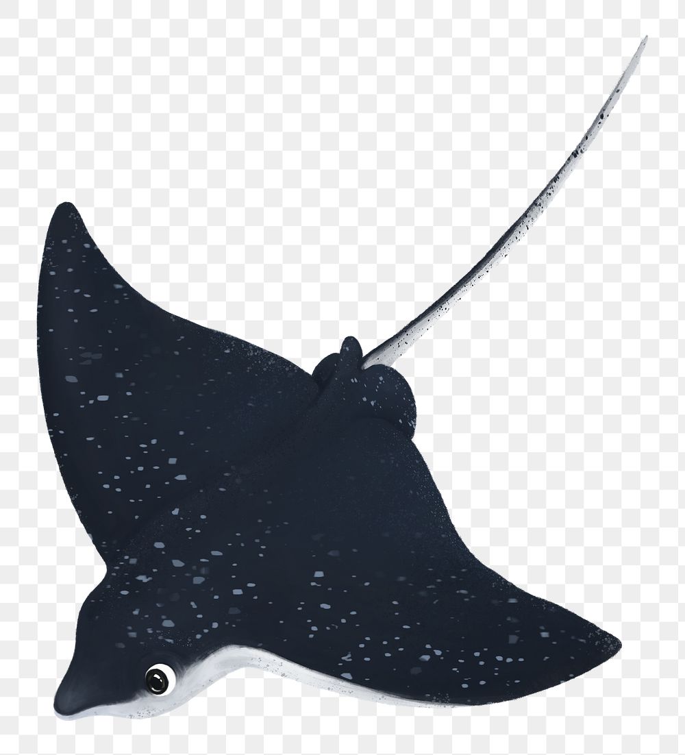 Cute stingray png sticker, animal illustration, transparent background