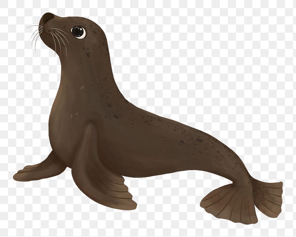 Sea lion png sticker, animal illustration, transparent background