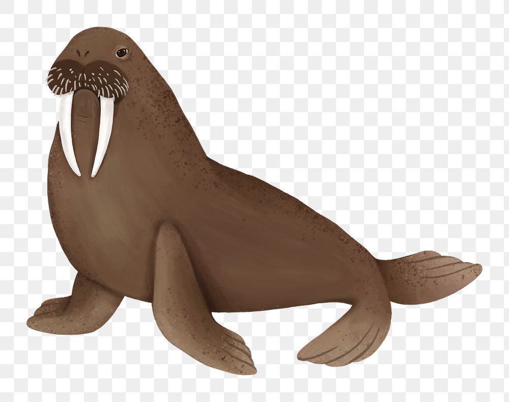 Cute walrus png sticker, animal illustration, transparent background