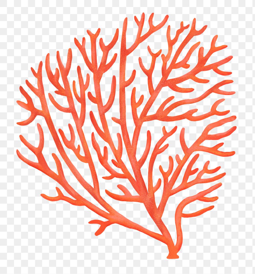 Orange coral png sticker, nature illustration, transparent background