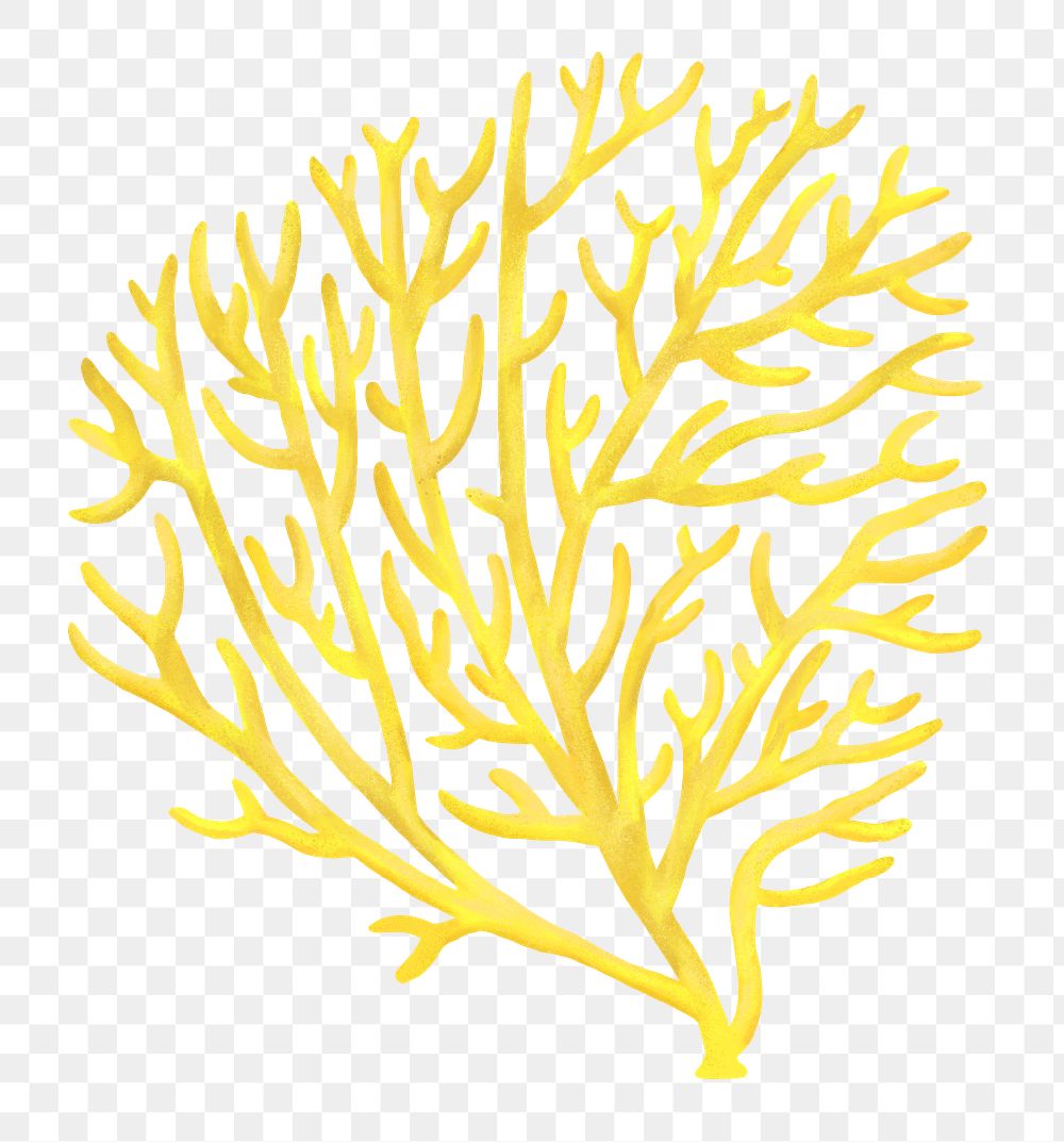 Yellow coral png sticker, nature illustration, transparent background