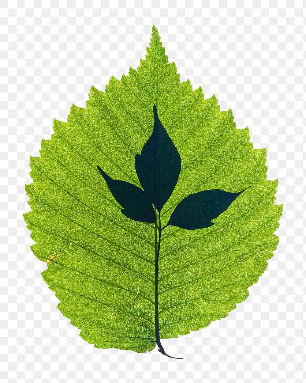 Leaf png sticker, transparent background