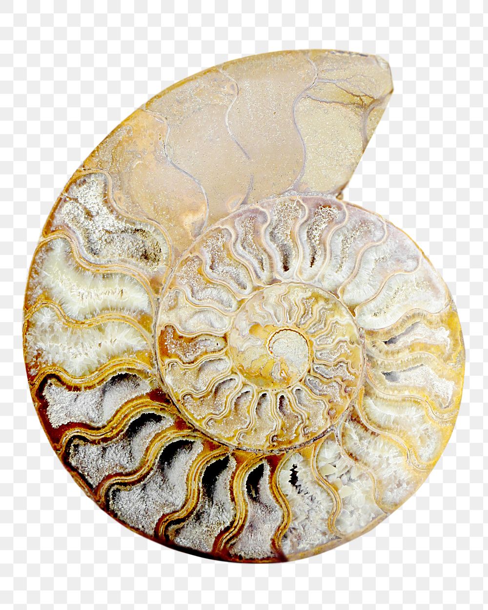 Ammonite fossil png sticker, transparent background