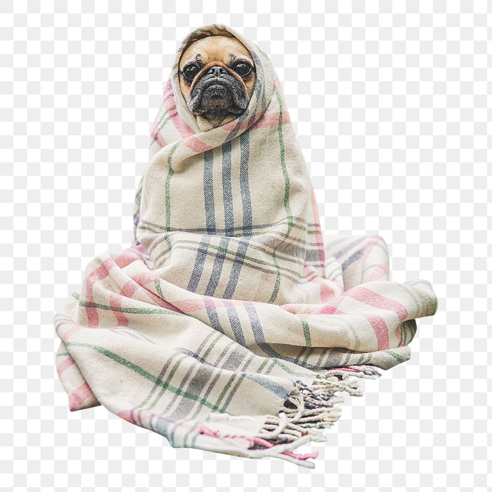 Pug  wrapped in blanket  png sticker, transparent background