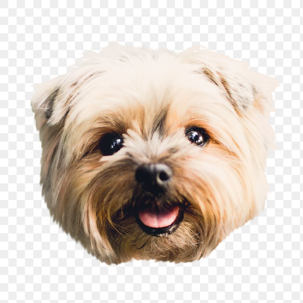 Yorkshire terrier png dog sticker, transparent background