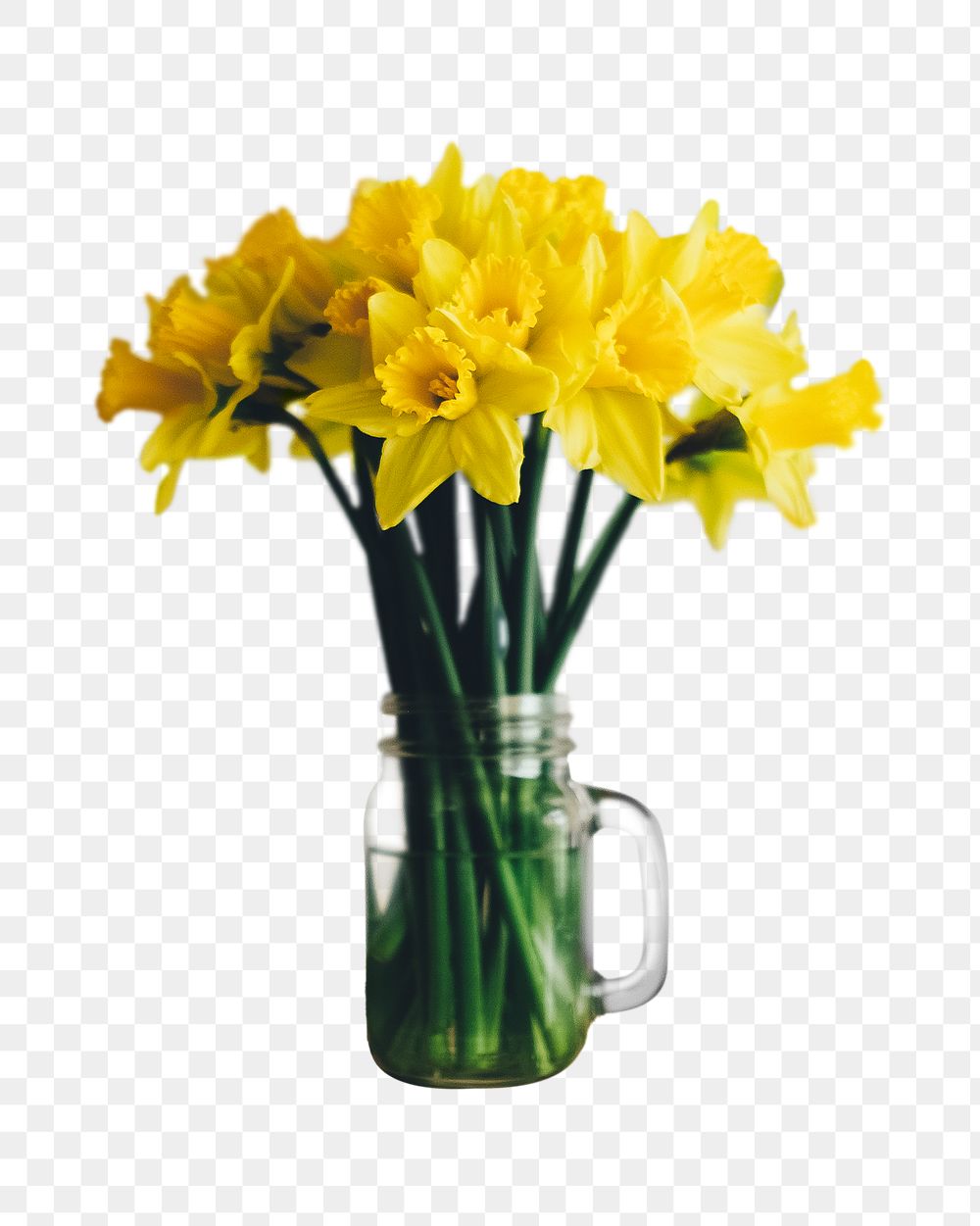 Daffodil flowers png sticker, transparent background