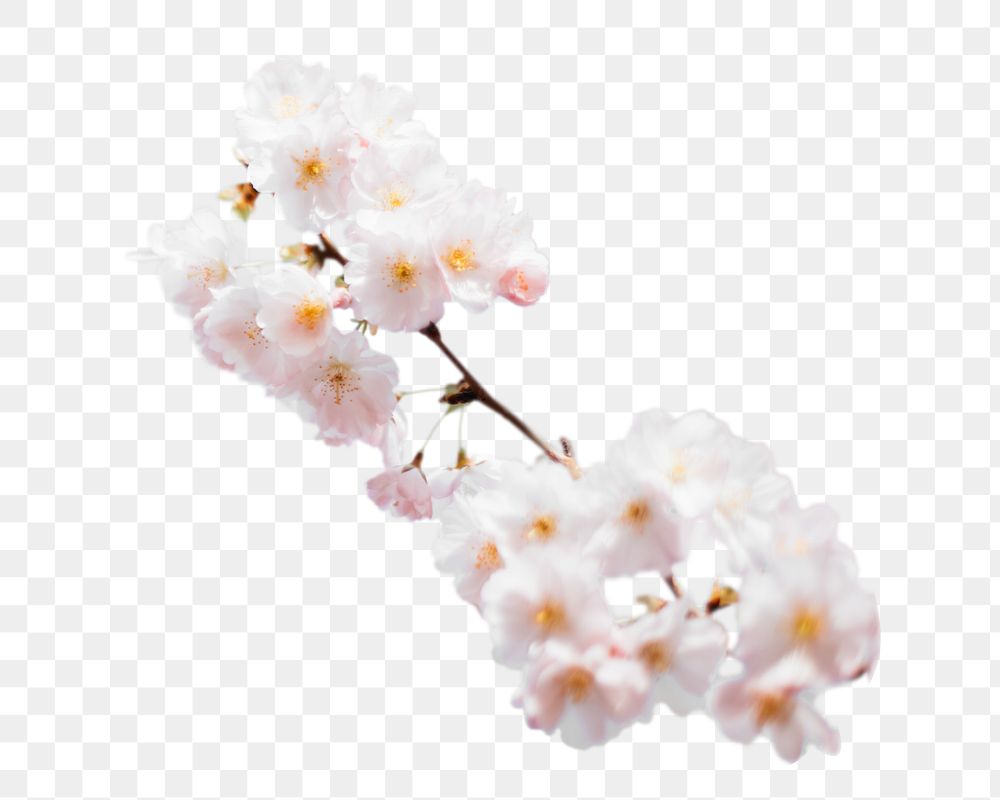 Cherry blossoms png flower sticker, transparent background