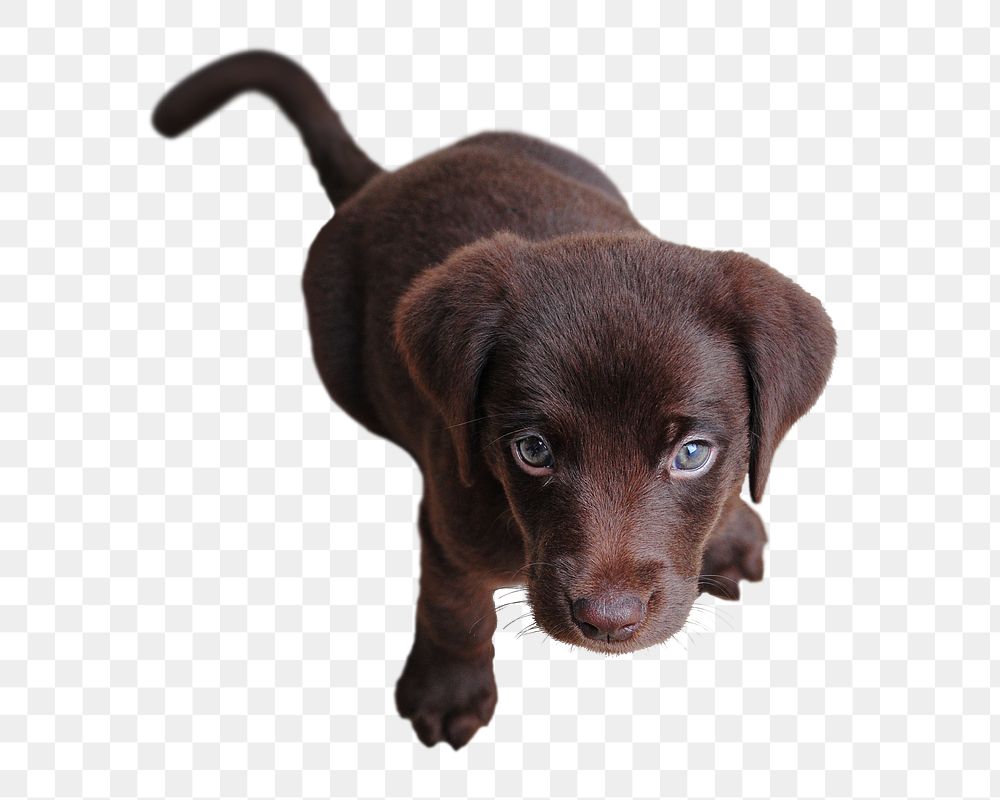 Brown puppy  png sticker, transparent background