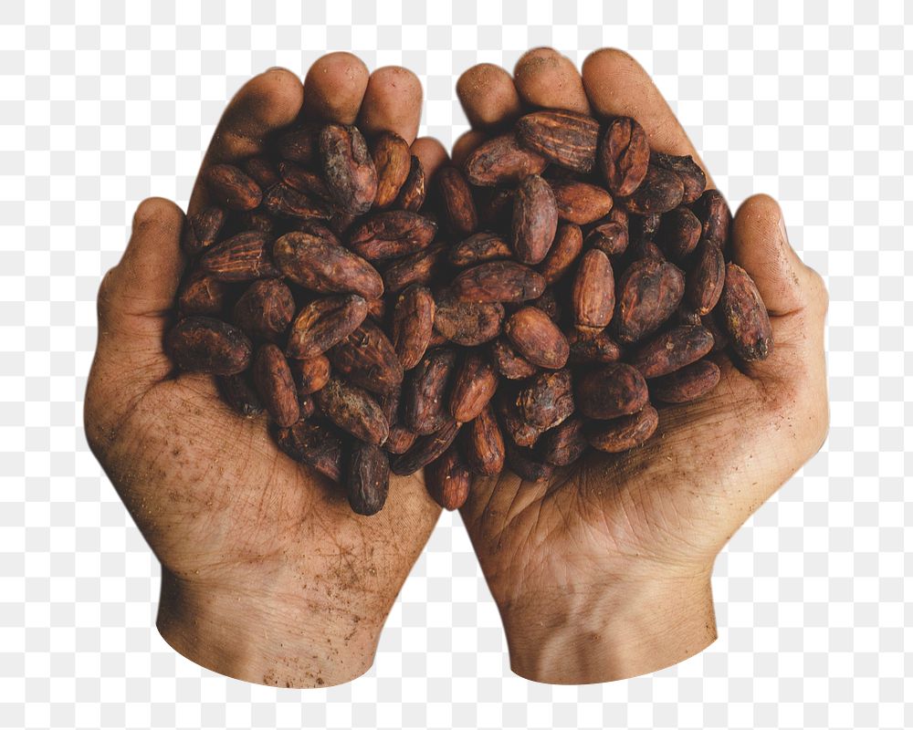 Png person holding cocoa beans sticker, transparent background