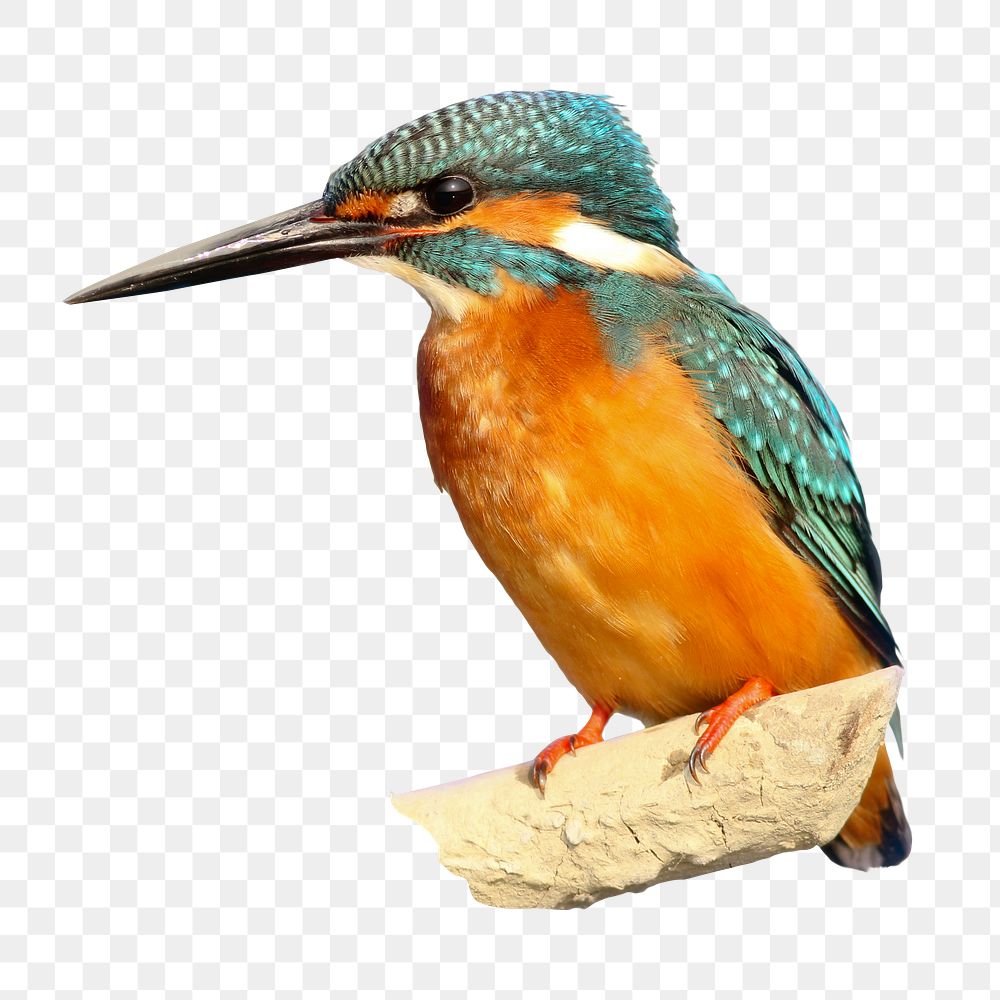 Blue and orange kingfisher png sticker, transparent background