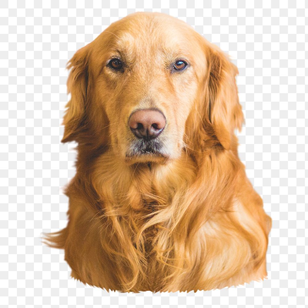 Golden retriever dog png sticker, transparent background