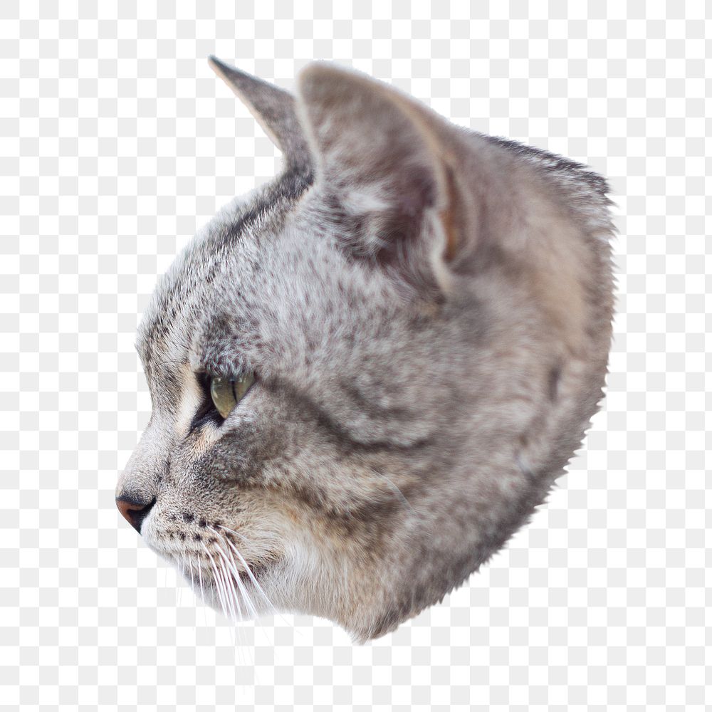 Tabby cat png pet  sticker, transparent background