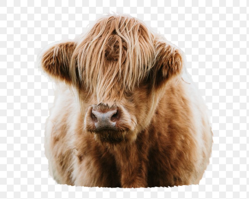 Calf png sticker, transparent background