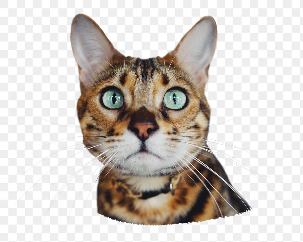 Tabby cat png pet sticker, transparent background