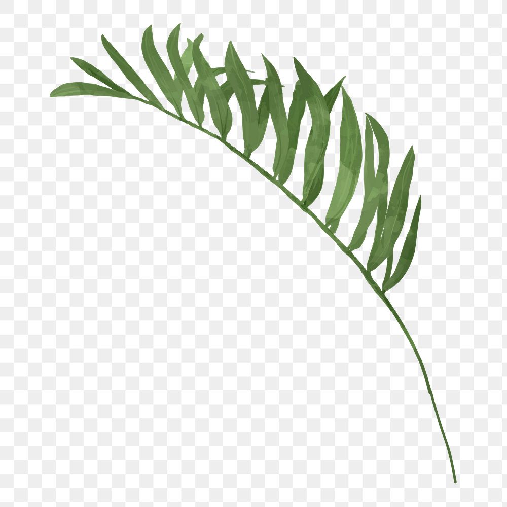 Palm leaf branch png sticker, transparent background