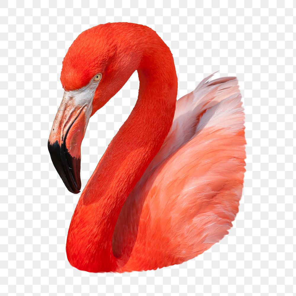 Flamingo png bird sticker, transparent background