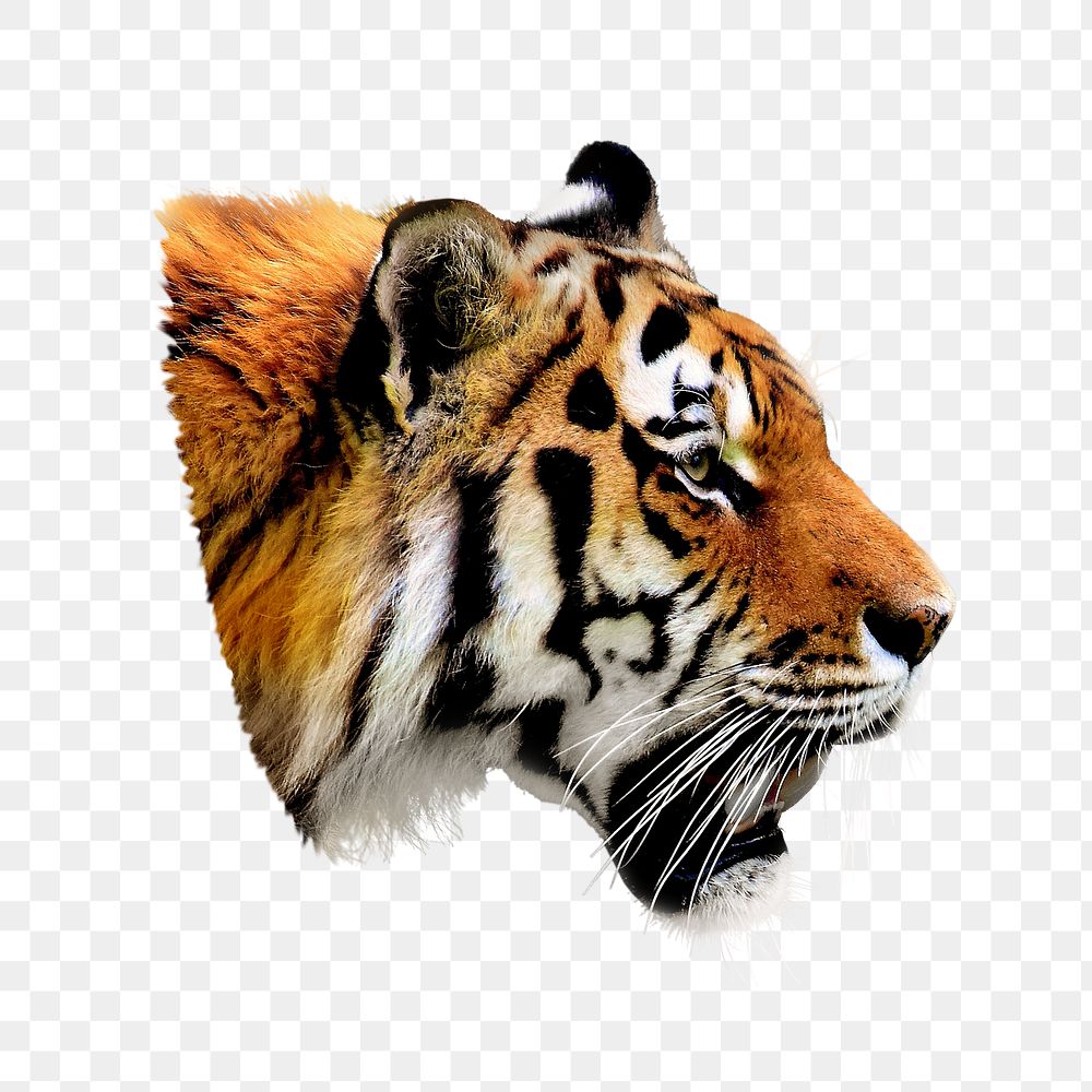 Tiger png animal sticker, transparent background