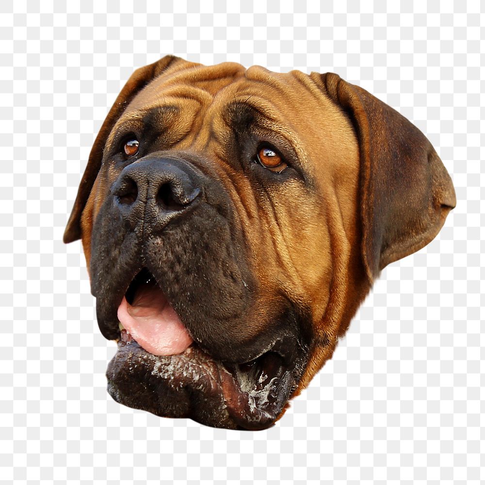 French mastiff dog png sticker, transparent background