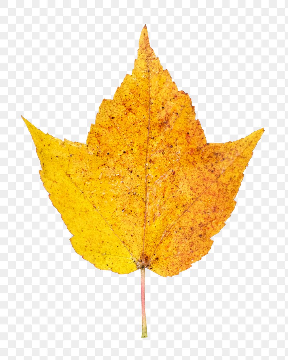 Autumn leaf png, transparent background