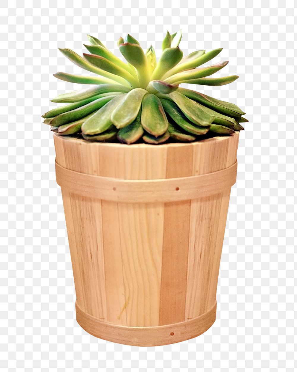 Png potted plant, isolated object, transparent background