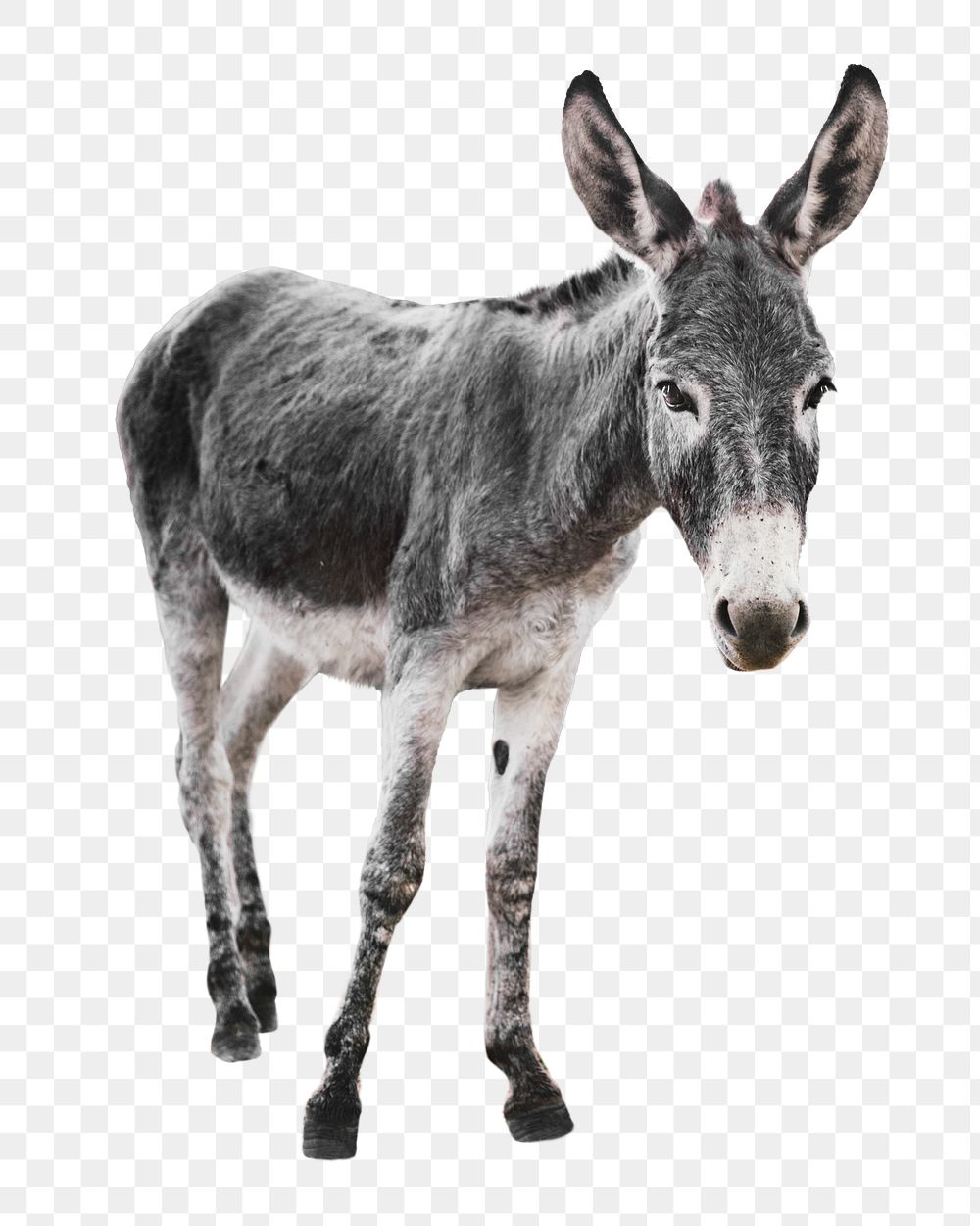 Donkey animal png, farm, transparent background