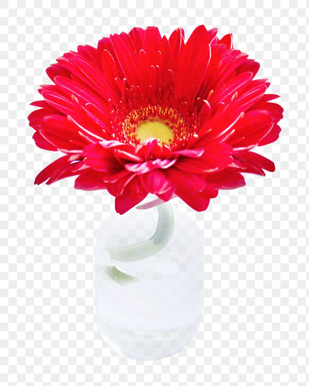 Red blooming Gerbera png collage element, transparent background
