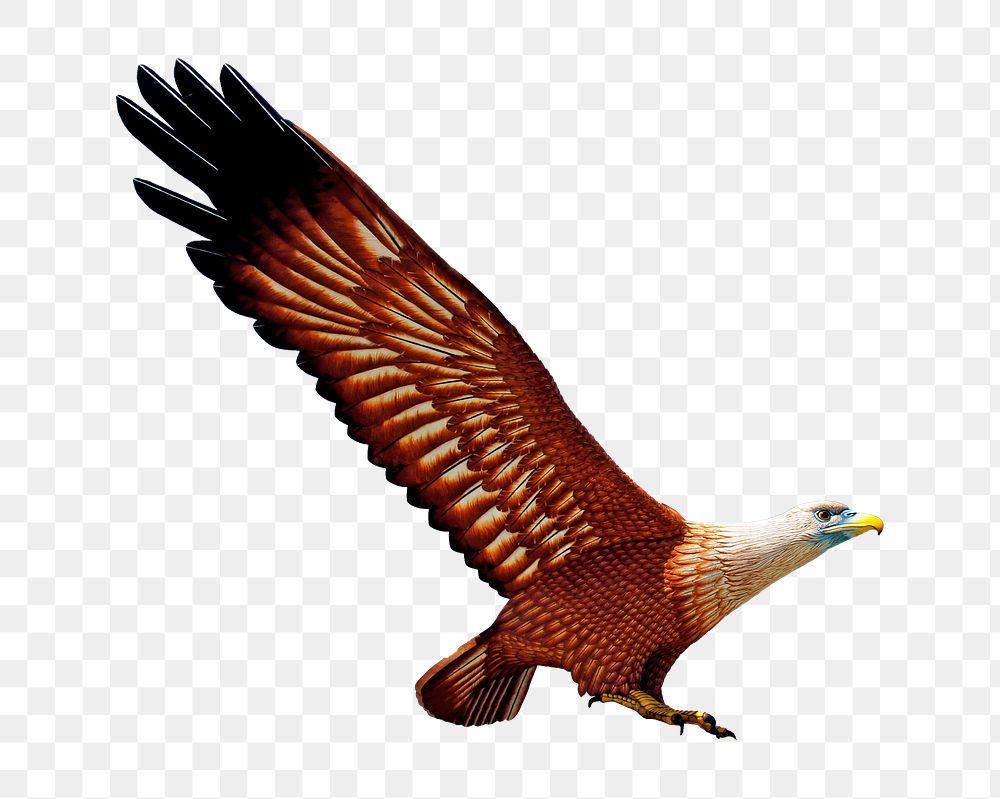 Langkawi eagle png, transparent background