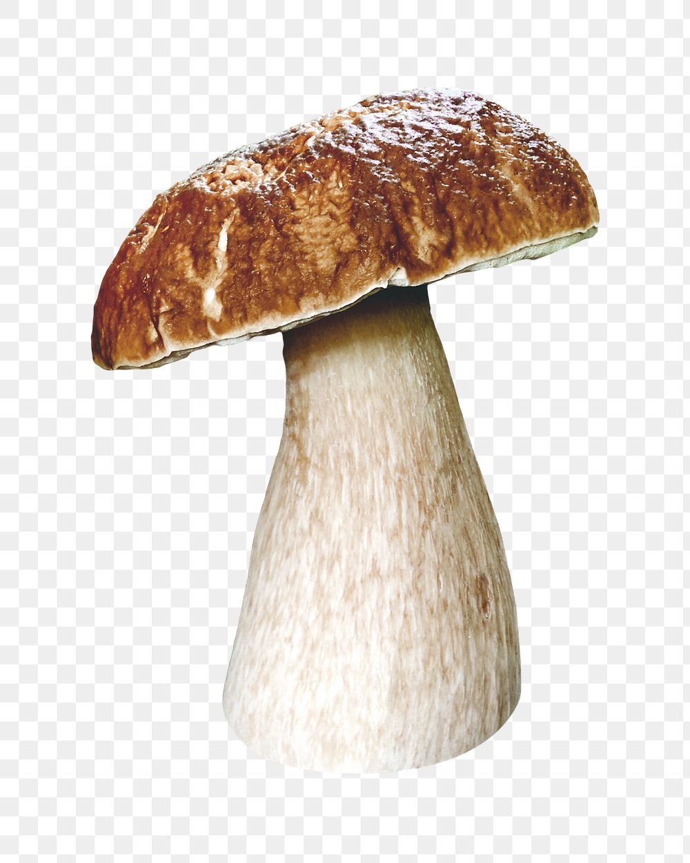 Mushroom png collage element on transparent background