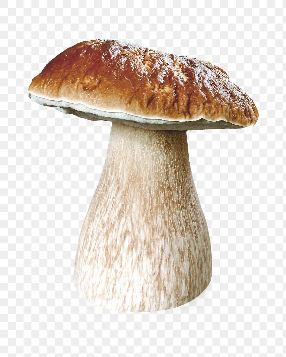 Mushroom png collage element on transparent background