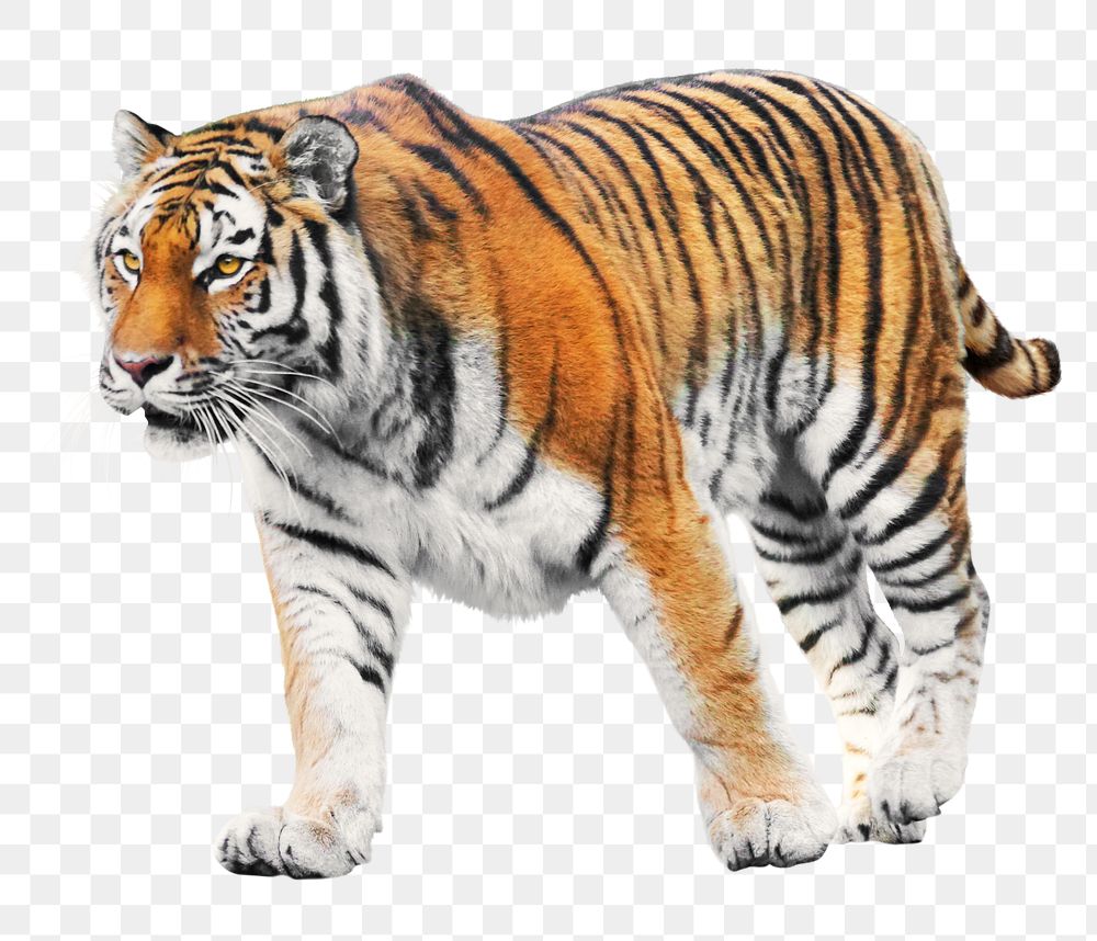 Bengal tiger png collage element, transparent background