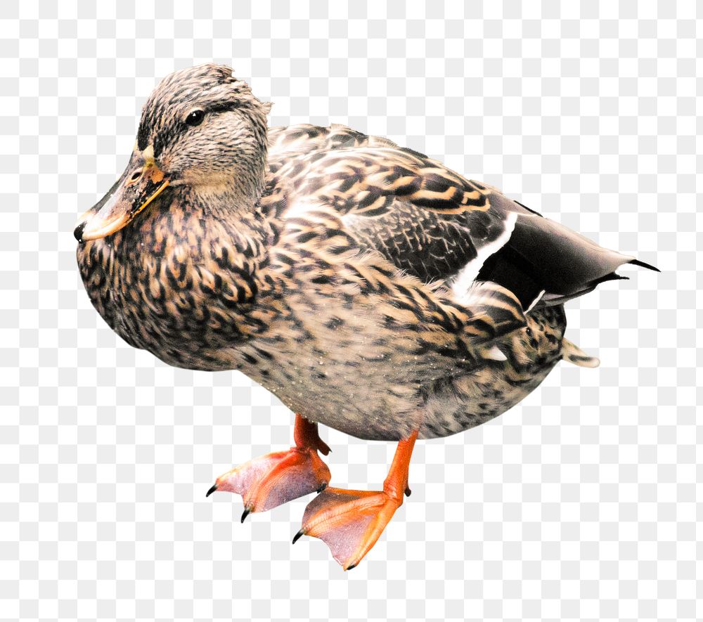 Duck png farm bird animal, transparent background