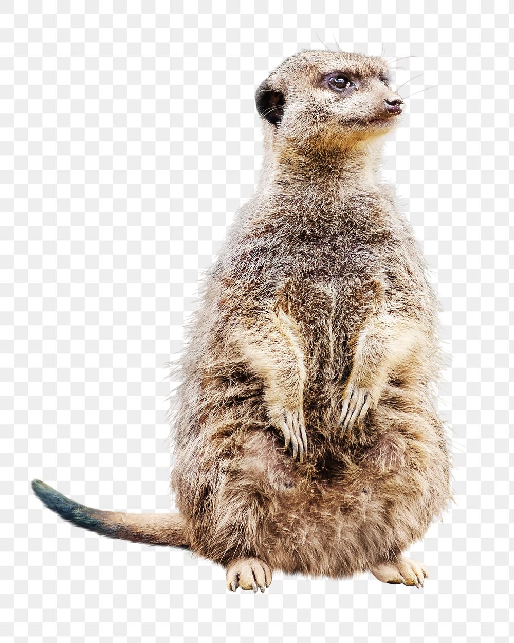 Meerkat png collage element, transparent background