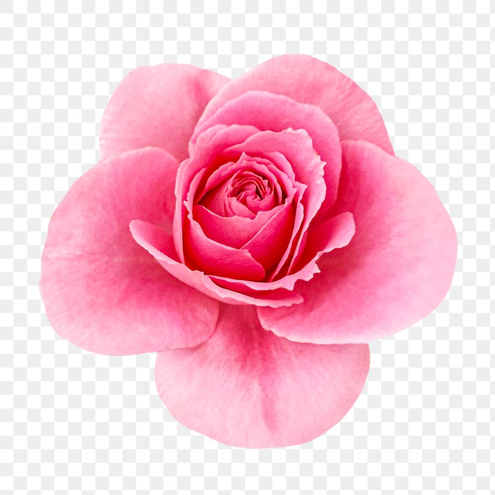 Pink rose png, transparent background