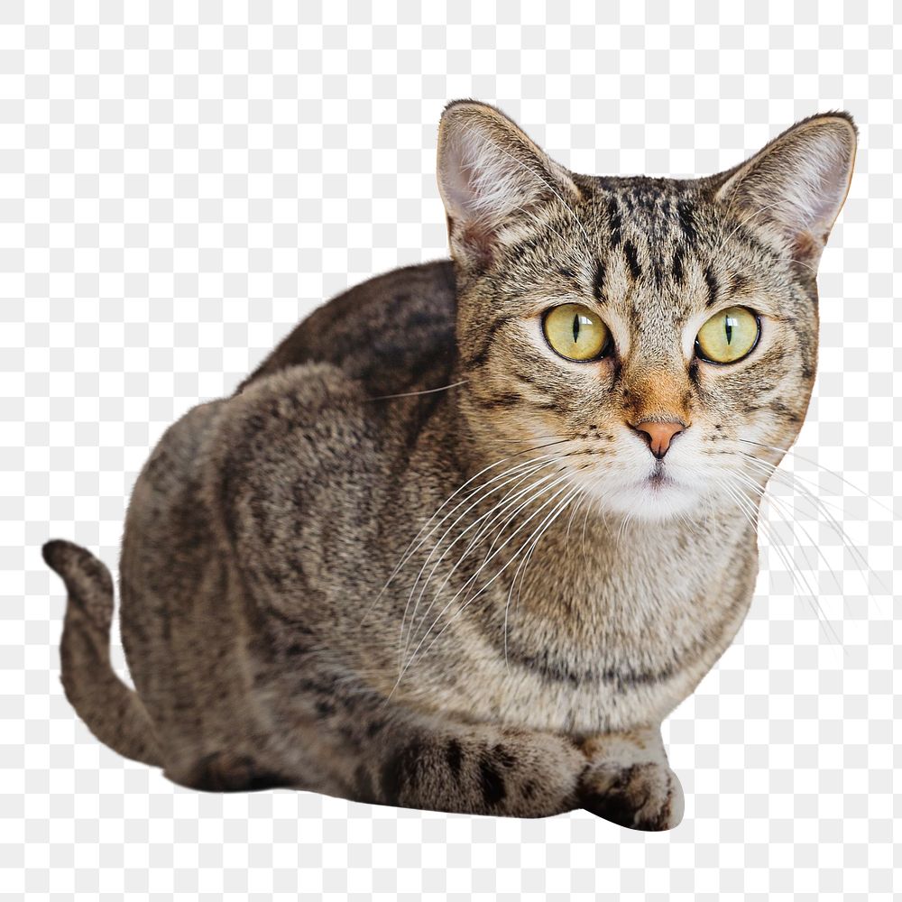 Shorthair cat png collage element, transparent background
