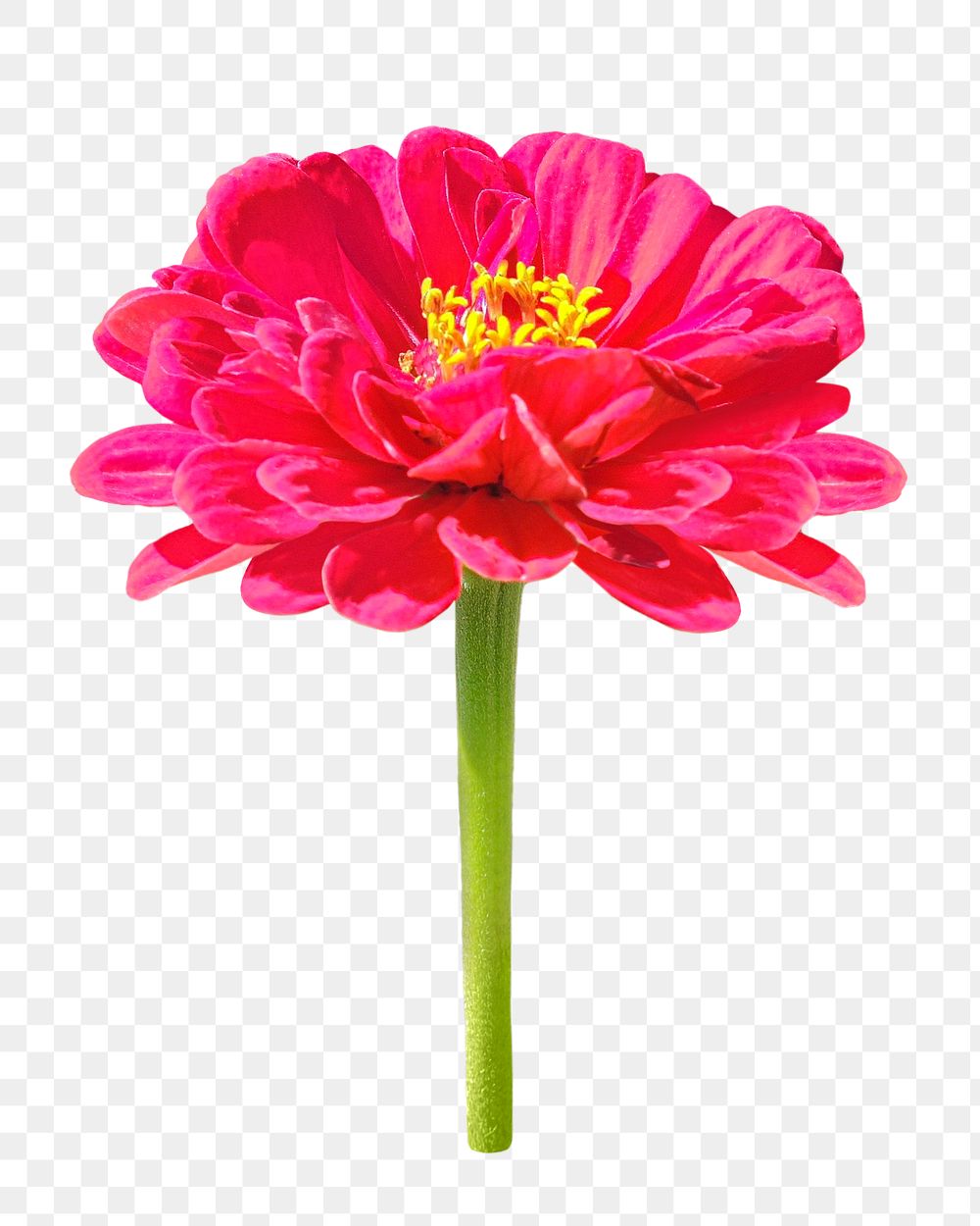 Red zinnia flower png, transparent background