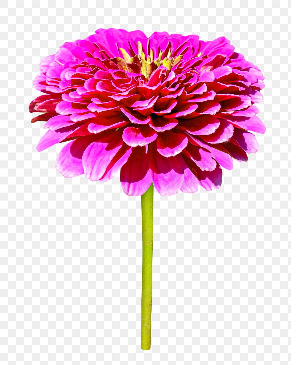 Pink zinnia flower png, transparent background